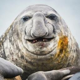CHUDSEAL logo
