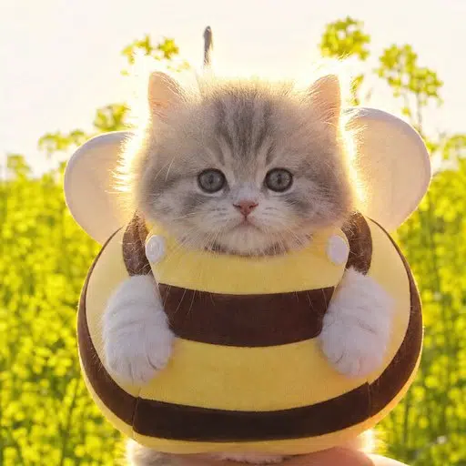 BZZ