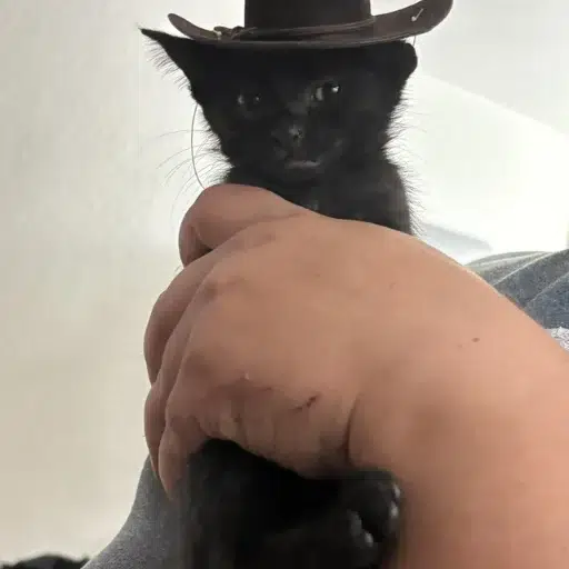 MEOWDY