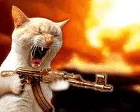 gatcat