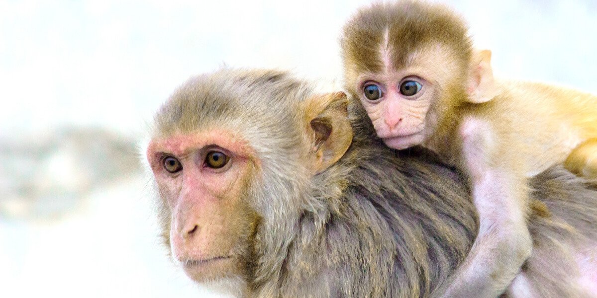 Monkeys