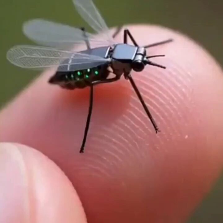 Mosquito