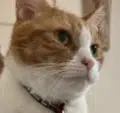 PEPE