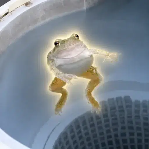 frog