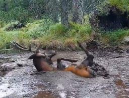 Elk