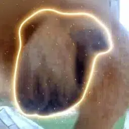 PNUTS