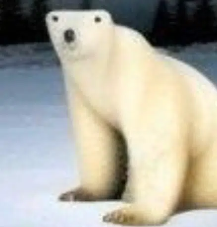 $PolarBear token logo