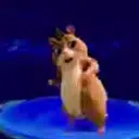 Hammy