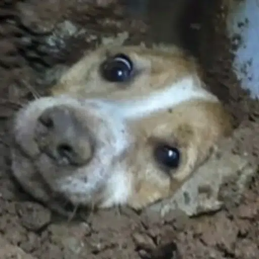 Dih