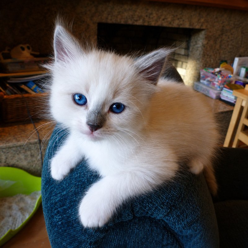 kitten