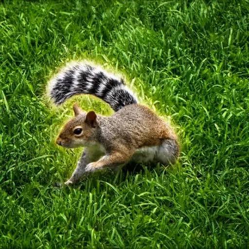 Cnut
