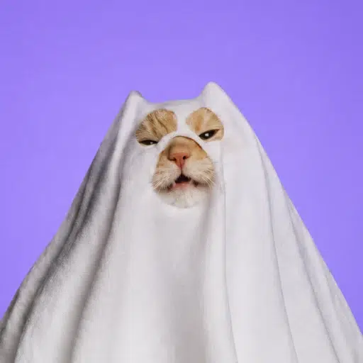 $PCAT token logo