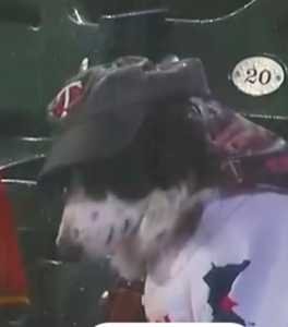 saddog