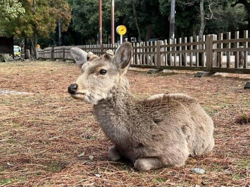 Deer