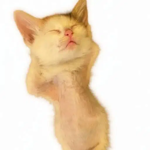 CHILLCAT