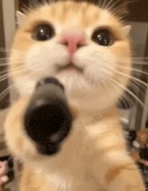 guncat