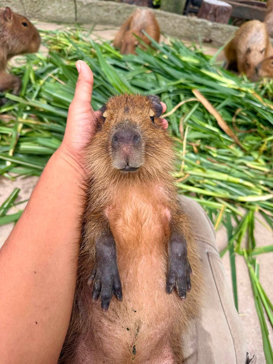 PigLeg