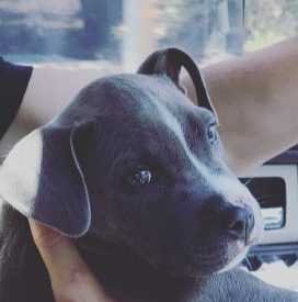 Bernthal