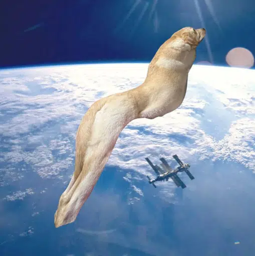 longdog