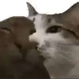 bitcat