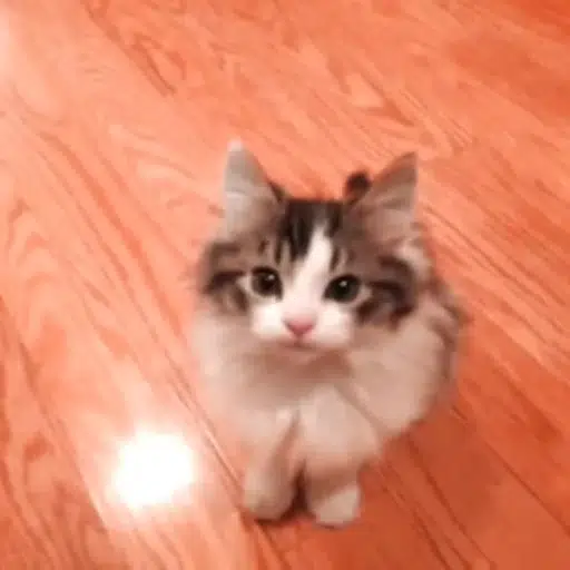 divinecat