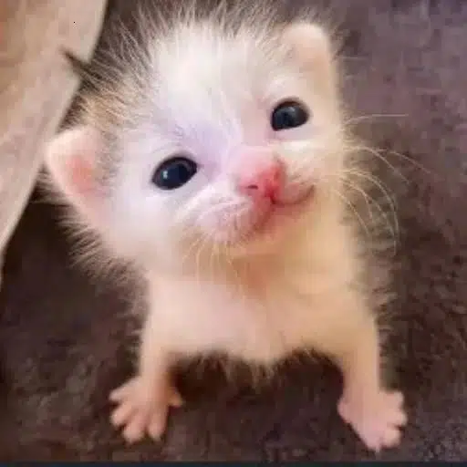 fee