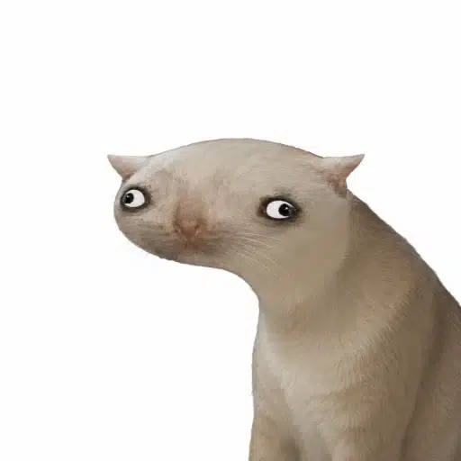 brokecat