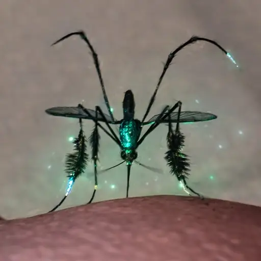 Mosquitos