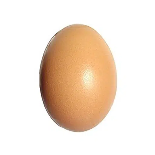 EGG