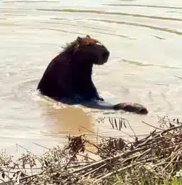 Clappybara