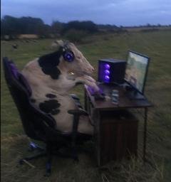 cow