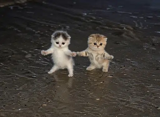 DREAMCATS
