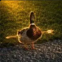 duck