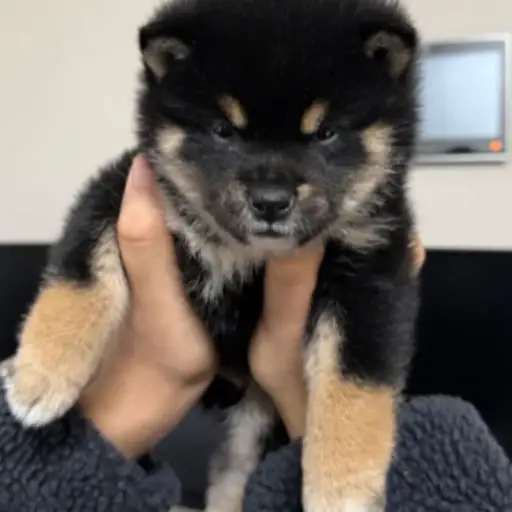 taenggu — recently traded by Boogie on Solana