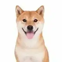 AI — Actual Inu Solana token traded by KOLs