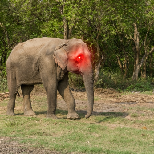 Dhurbe
