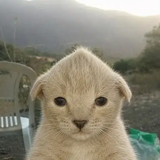 Catchua