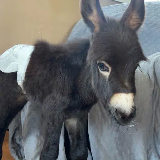 HeeHaw — recently traded by Ceo on Solana
