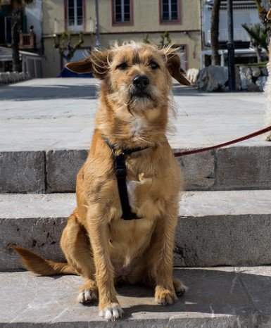 ALON DOG