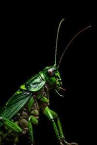 COCKROACH