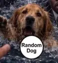 $rDog token logo