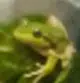 GREG