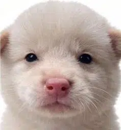 Willy