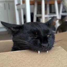VAMPUSSY