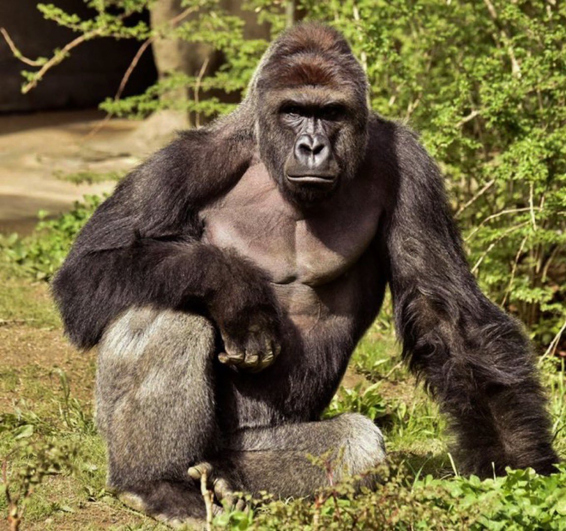 HARAMBE
