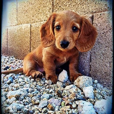 Dachshund