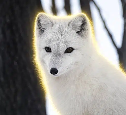 Fox