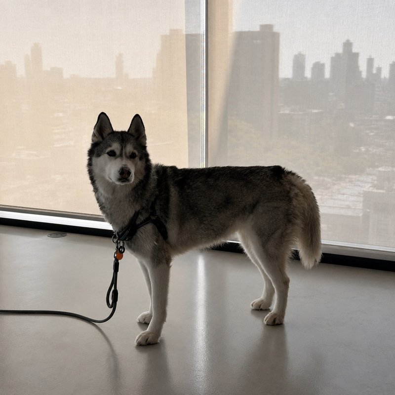 WOLF