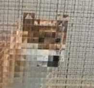 QDOG