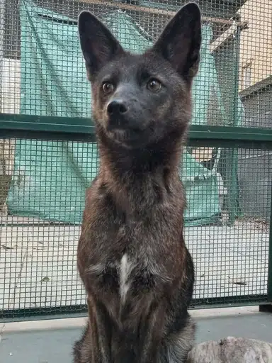 Dogxim